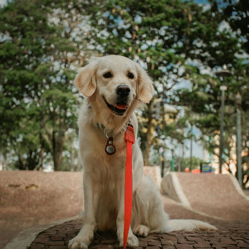 Collars & Leashes
