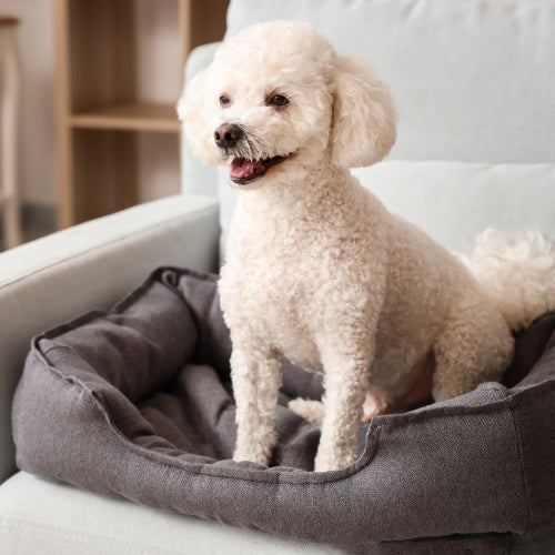 Pet Beds
