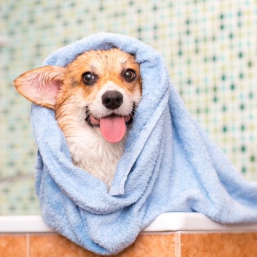Pet Grooming