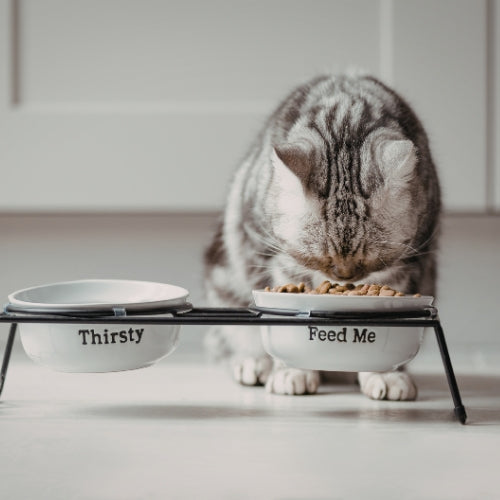 Feeders & Bowls